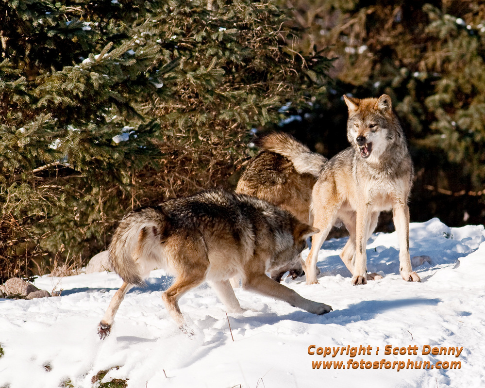 Mexican wolves